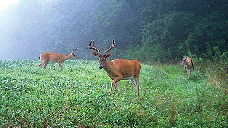 bachelor group of bucks in velvet in trail cam photo