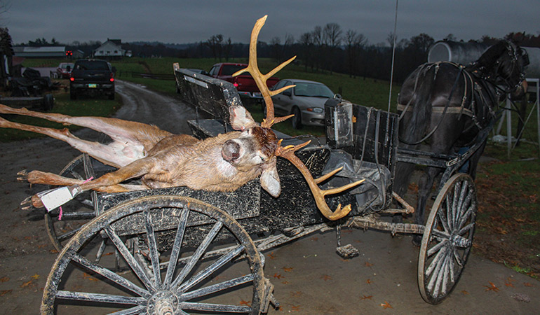 Ultra-Wide Whitetail Arrowed in Ohio Amish Country 