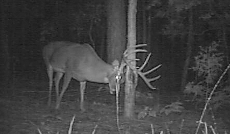 Whitetail Messaging: Why Deer Rely on Scent 