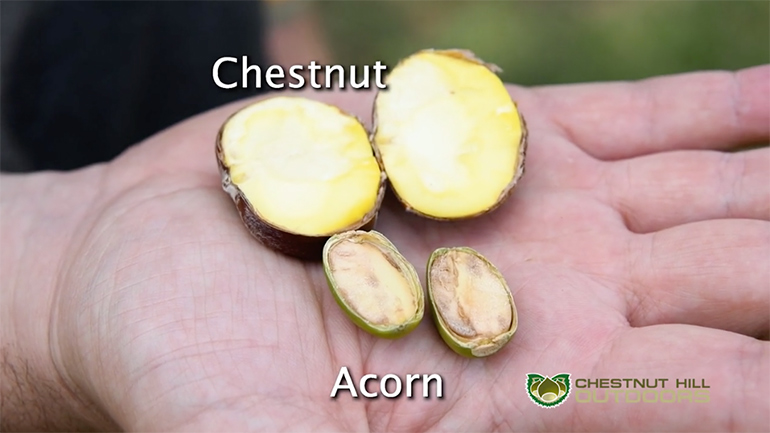 comparison of chestnut and acorn cut open