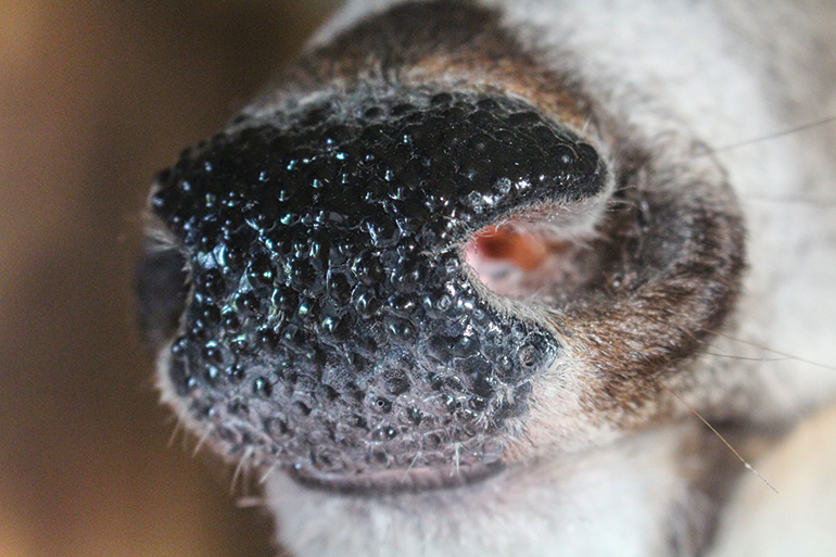 closeup of whitetail nose