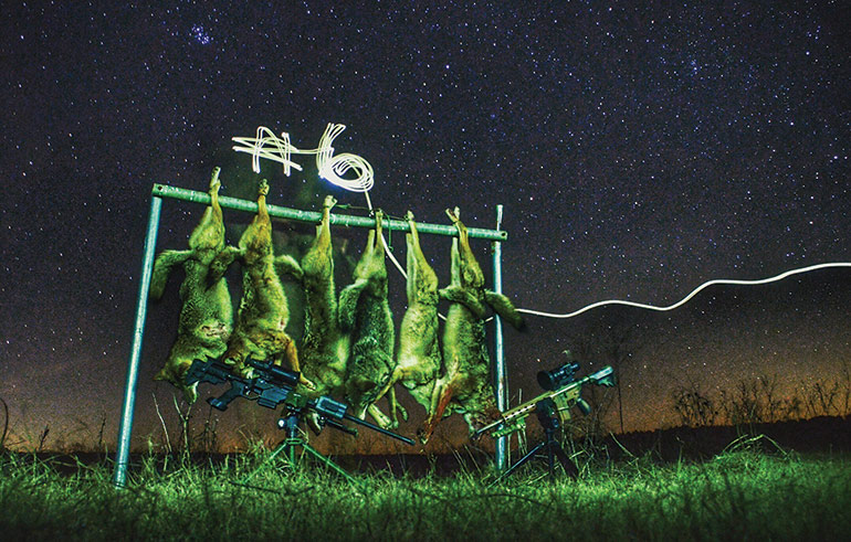 six coyotes hanging at night