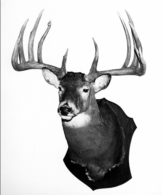 Larry Gibson buck mount