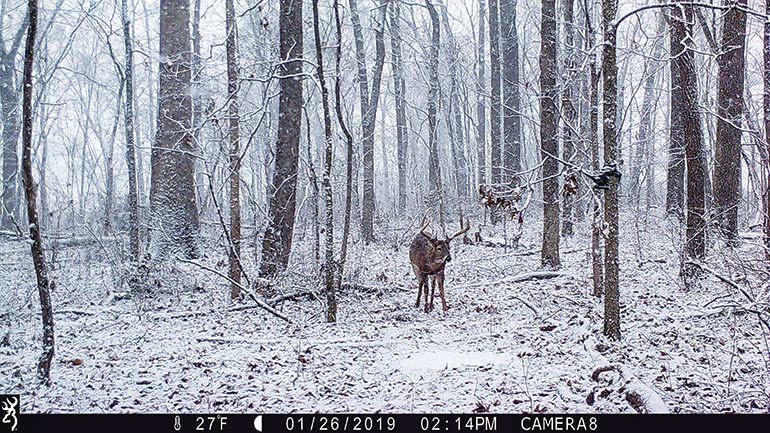 trail cam photo of buck in snow