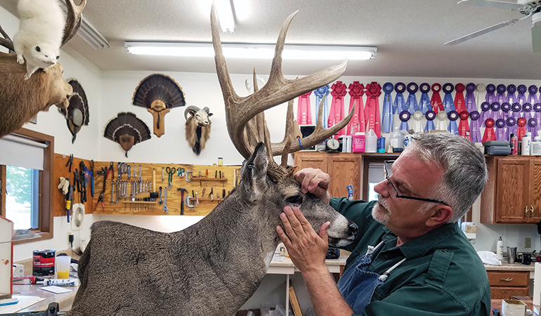 Woods to Wall: Key Considerations for Whitetail Taxidermy 
