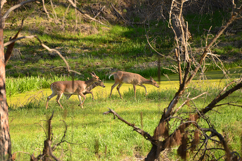three whitetail does feeding in opening