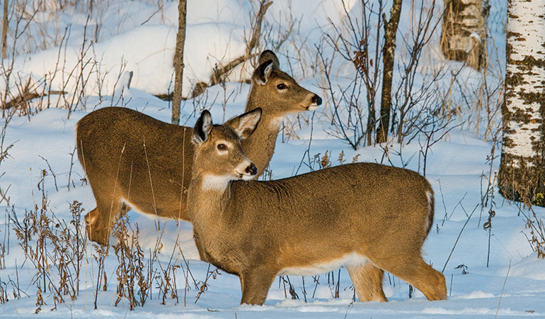 Should You Fill All Your Doe Tags?