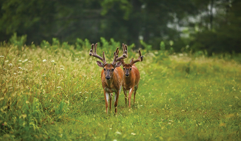 3 Types of Late-Summer Bucks & How to Hunt Them