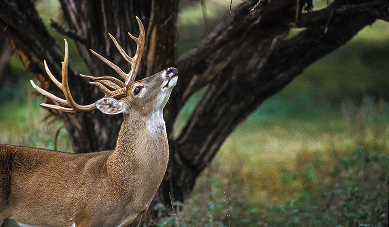The Science Behind a Deer's Sense of Smell & Scent Control