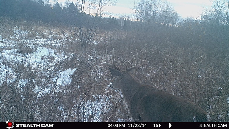 trail cam photo of whitetail buck in the snow