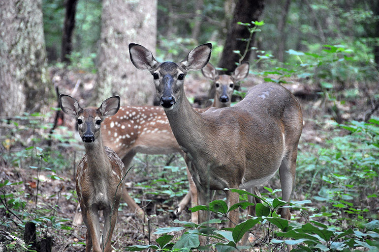 whitetail doe and fawns in woods