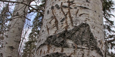 Scratch marks like these on an aspen tree show where a black bear has marked its territory. (Steve bowman photo)