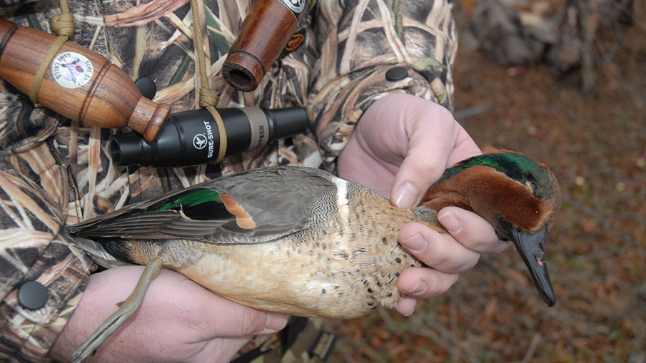 2017 Duck Report Contains a Mixed Forecast for Atlantic Flyway