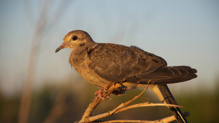 5 Steps to Better Dove Hunting