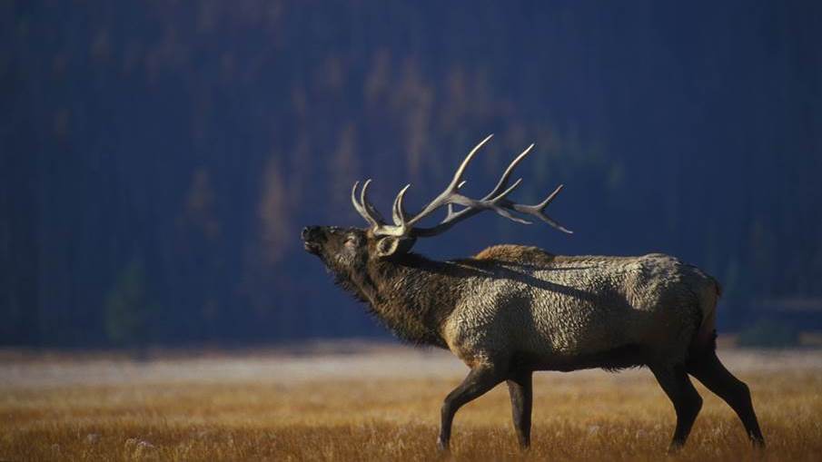 2014-2015 Seasons: Elk