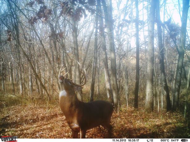 The author captured this public land brute during the peak rut in             Missouri. He never saw this buck before, and sadly never saw him again after this.