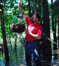 A fisherman gathers crayfish from shallow flooded woods for catfish bait. (Keith Sutton photo)