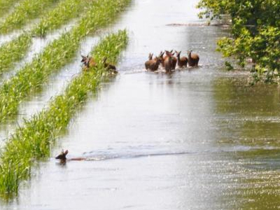 Flooded field. Photo courtesy Louisiana Dept. of Wildlife and Fisheries.