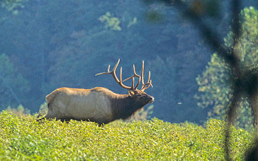 Tips for Field Judging Elk