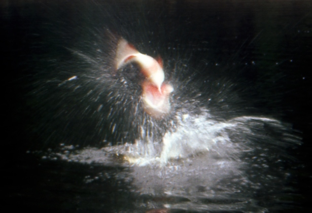 Keith Sutton managed to freeze a high-jumping peacock bass exploding on a lure in this image. (Keith Sutton photo)