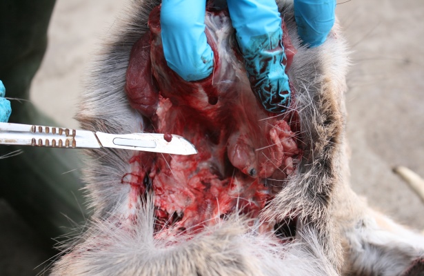 Currently, the only way to accurately test a deer for CWD is through lymph nodes which are extracted after the animal is deceased. Biologist in many states will sample thousands of hunter-harvested deer every year to monitor the disease. (Emily Flinn photo)