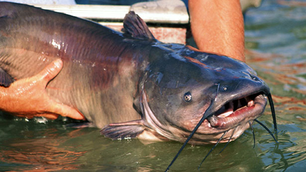 Even the best channel cat fisheries rarely produce 30-pounders, but Canada’s Red River is an exception. In September, savvy anglers can expect to catch channel cats up to the size of this 38-pounder landed by the author in the river between Selkirk and Lockport. (Keith Sutton Photo)