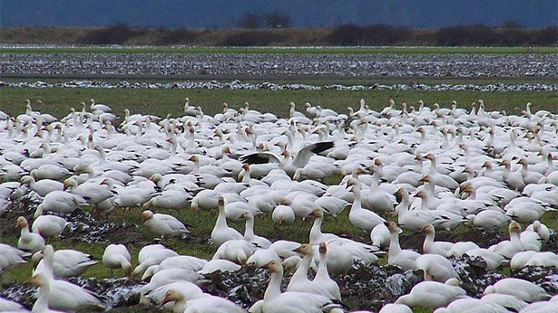 Snow Goose Problem Equals Opportunity