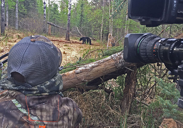 Black bear hunting and TV show filming