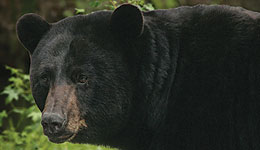 Bear Hunter Injured by Black Bear