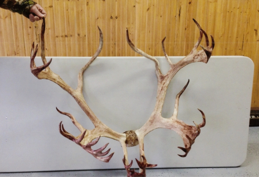 Caribou Bull Poised to Shatter Bowhunting World's Record