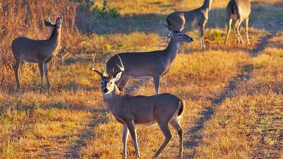 Stating Deer Harvest Goals