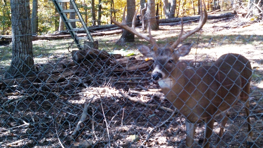 Man Attacked by Deer, Charged with Illegal Possession