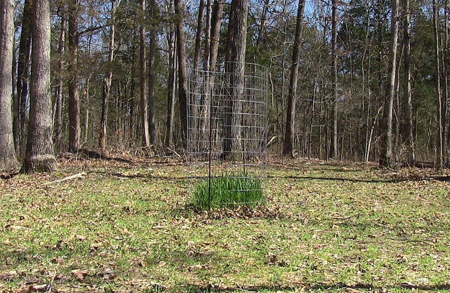 Did Your Food Plot Really Fail?