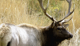 Bull Day - Burnworth's Tips for Elk Calling