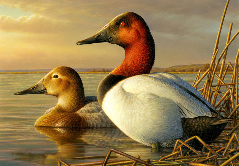 Canvasbacks Pose for Duck Stamp