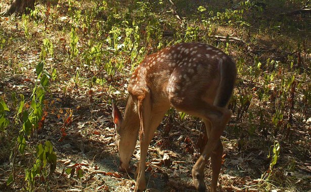 When the author first set up the trail camera and attractant in the new site, he only caught fawns (like this one), does and small bucks. (Jeremy Flinn photo)