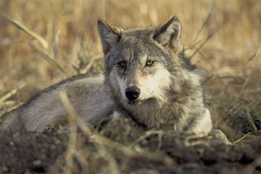 USSA Weighs Legal Options in Great Lakes Wolf Battle