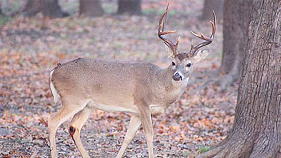MI: DNR Offers Deer Hunting Workshop for Women in West Bloomfield