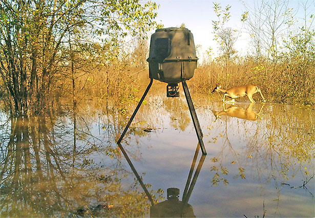 moultrie deer feeder deer in water