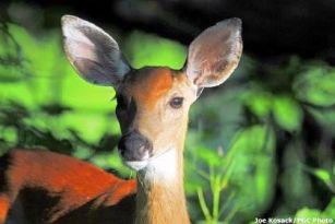 Game Commission to issue 13,000 permits for antlerless deer within Disease Management Area 2.
