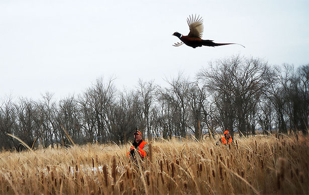 Pheasants sometimes will only fly as a last ditch effort to escape.