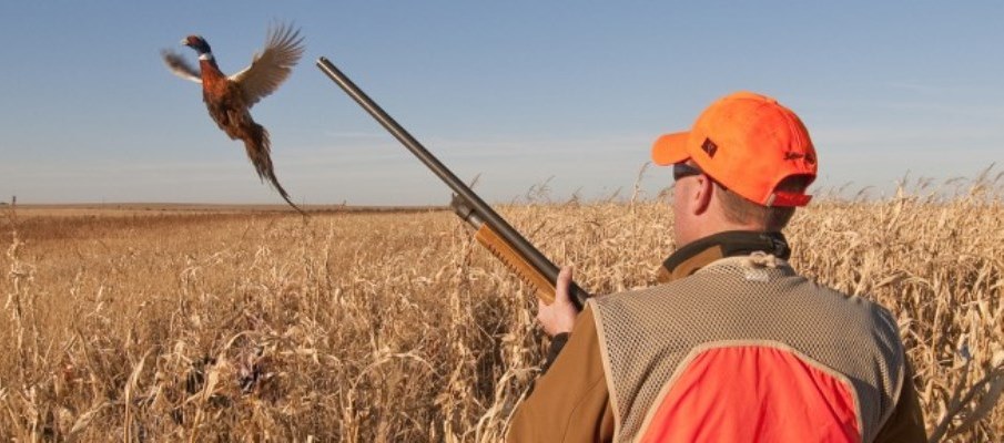 Three Keys to Good Scattergun Shooting for Fall Pheasants