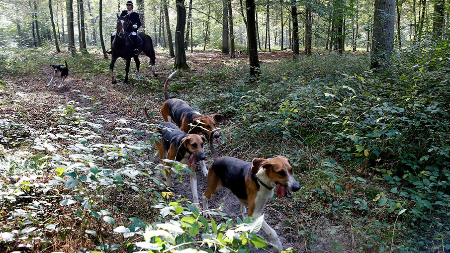 Roe Deer Hunting on Horseback Popular in France