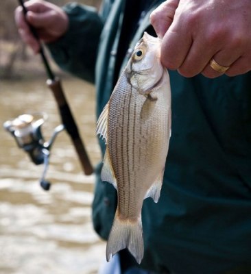 The author holds a white bass caught last April from the Salt River just upstream of Taylorsville Lake. Average-sized white bass such as this one, usually male, are the first to migrate upstream during their annual spring spawning runs, followed by the larger females.