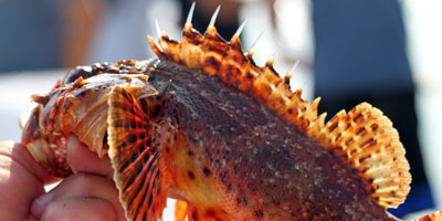 Sculpin Spectacle