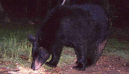 Black Bear Hunters Can Test Identification Skills Online
