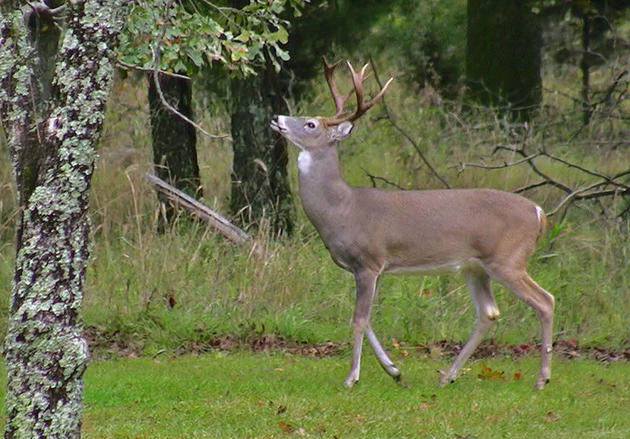 Understanding Whitetail Activity and Movement Yields Better Deer Hunting Success