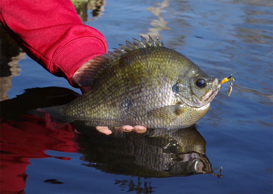 Tricks of the Trade for Trophy Bream