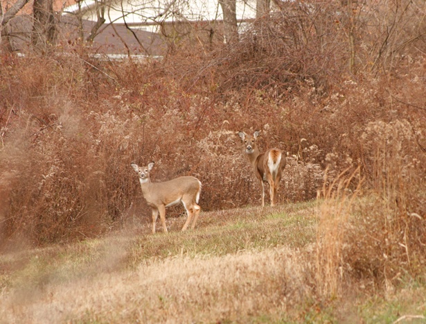 Small pockets of woods can hold many deer, usually more than the habitat can truly support. At this point, deer start to “vandalize” gardens and bird feeders in neighborhoods. Though not much, these small woodlots can be great areas for controlled archery hunts, to remove deer in a safe and ethical manner. (Emily Flinn photo)