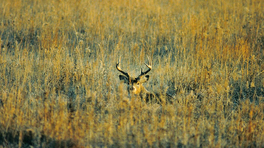 Western vs. Eastern Whitetails: Hunting Differences